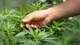 Cannabis: Su historia y proyecto de ley de producción industrial en Argentina