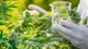 Cannabis medicinal para tratar el síndrome de abstinencia