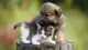 ¿Por qué el 29 de abril se celebra el Día del Animal en Argentina?