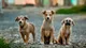 Rescate, cuidado y amor animal