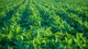 ¿Cómo producen los argentinos? Tecnología, biológicos y nuevos desafíos del agro