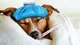 ¿Cómo detectar la fiebre en nuestras mascotas?