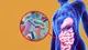 Microbiota y obesidad: la relación que pocos conocen