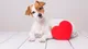 Cuidados cardiológicos para nuestras mascotas