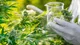 Cannabis Medicinal: ¿cuándo es útil su consumo?