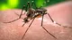 Mosquitos: pequeños transmisores, grandes riesgos