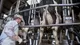 La producción de leche creció 9,7% en 2025 y alcanzó el mayor volumen en 10 años