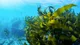 Undaria, un alga exótica que asedia las cosas