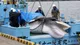 Ballenas en peligro: Japón regresa a la caza