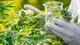 Cannabis: La nueva medicina