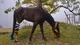 La conmovedora historia de los caballos rescatados que fueron amputados y ahora caminan con prótesis