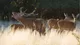 Ciervos en brama en la Reserva Natural Parque Luro