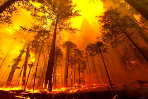 Los efectos del fuego en la naturaleza