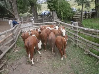 Carne de Neuquén a Chile