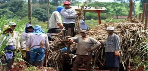 Cañeros Independientes piden la prórroga de la Ley de Biocombustibles