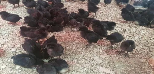 Fortaleciendo la producción avícola en Río Grande