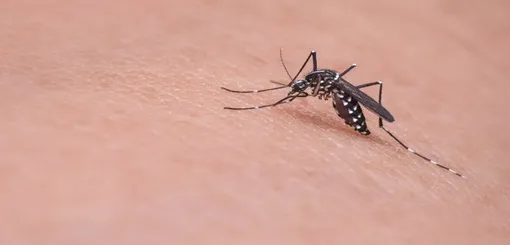 «El mosquito está en nuestra zona»