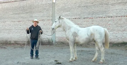 Día Nacional del Caballo