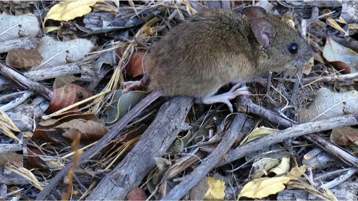 Murió un hombre por hantavirus en Bariloche e investigan el origen del contagio