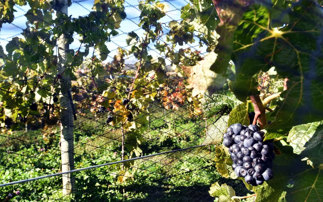 Chubut celebra la 2º Fiesta de los Viñedos.