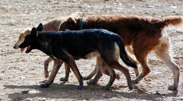 Se confirmaron casos de Brucelosis Canina