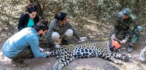 Capturan Yaguareté El Impenetrable