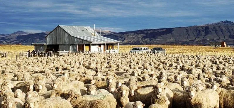Con protocolos se desarrolla la esquila en Chubut.