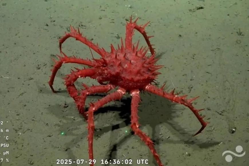 Hasta el 12 de agosto de puede ver la expedición “Underwater Oases of Mar Del Plata