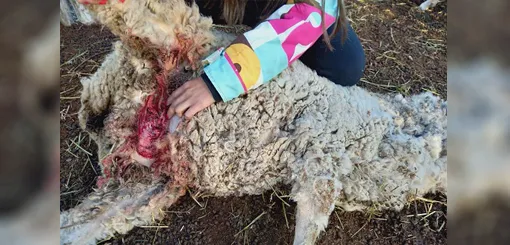 perros atacan ovejas en Gualjaina